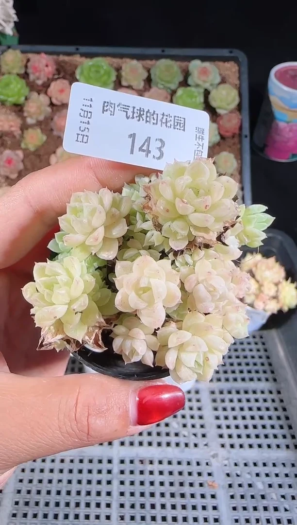 1115-143群生不包整