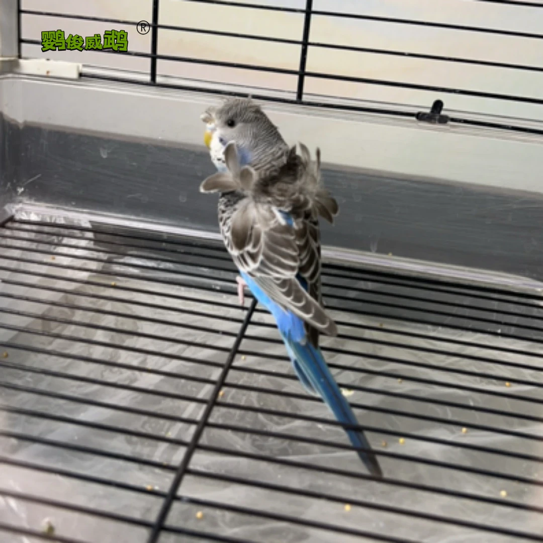 【羽衣】鹦鹉羽衣虎皮鸟活泼亲人可教说话适合当宠物