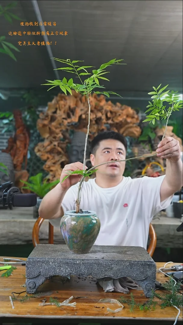 完全开放菩提296+