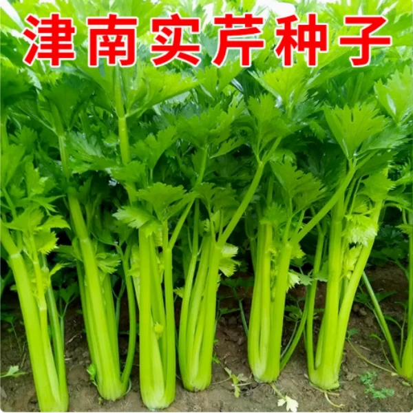 【全店满5包包邮】【津南实芹种子】蔬菜种子