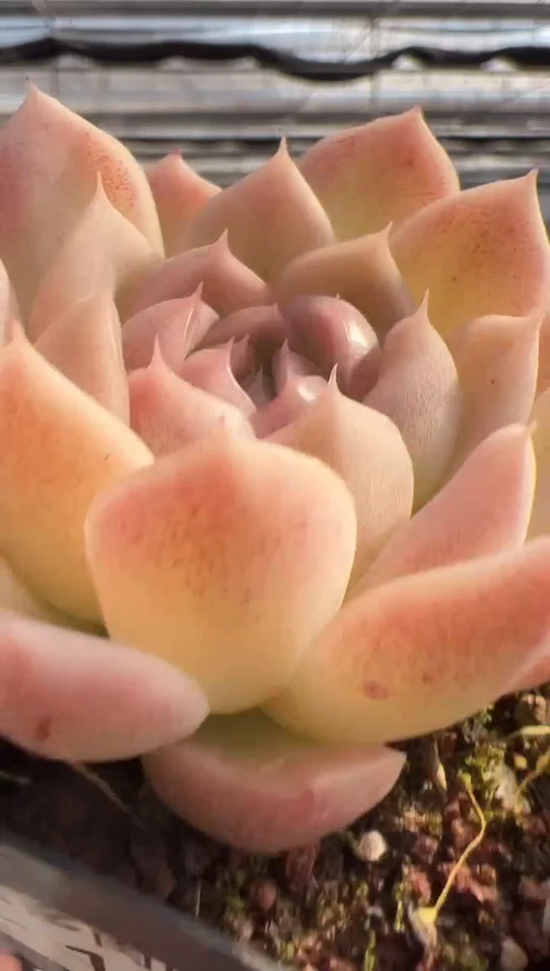 【闪购商品】福利款多肉-174