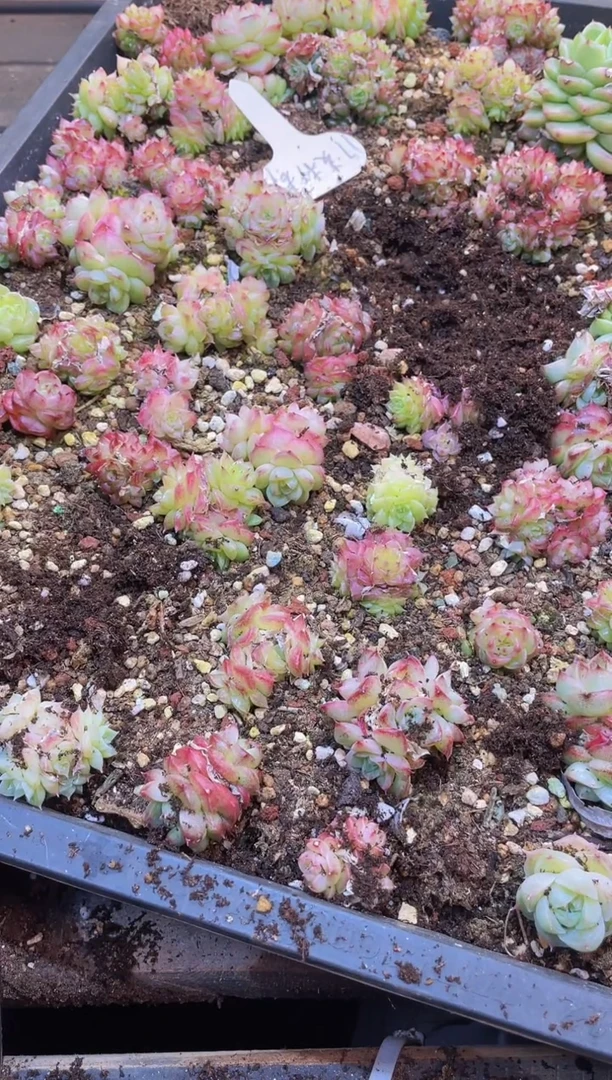 【闪购商品】108麦秆群量拍1盒