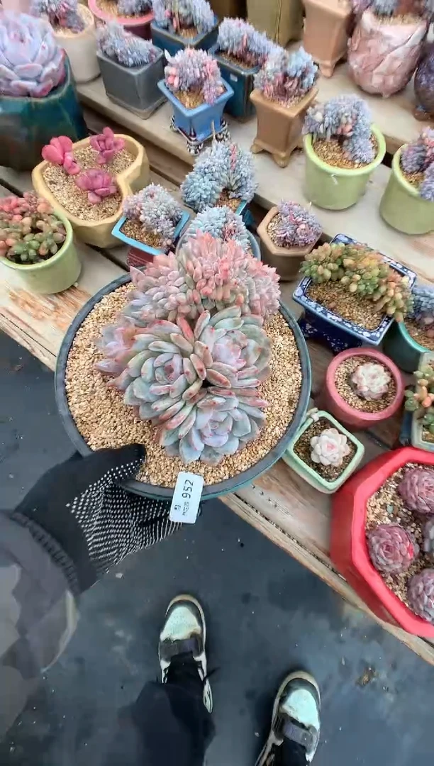 952韩橙多肉植物一物一拍