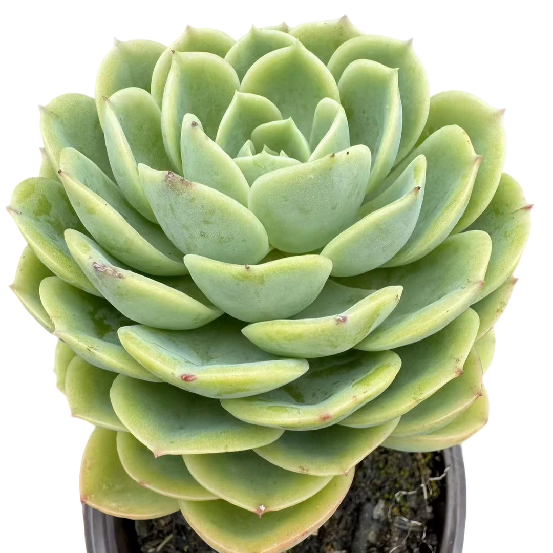 宝塔哈密瓜多肉【满19包邮】