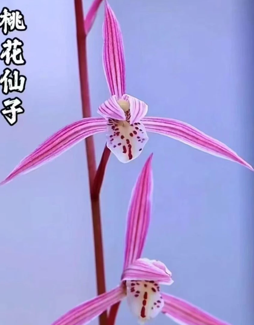 寒兰桃花仙子粉杆粉瓣幽香室内养殖