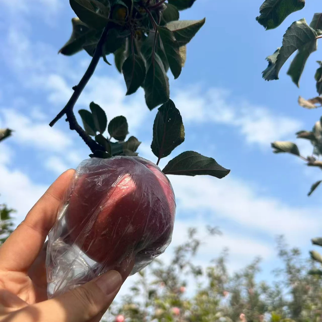 太行山南麓自家果园今年新果红富士苹果（脆甜口味）