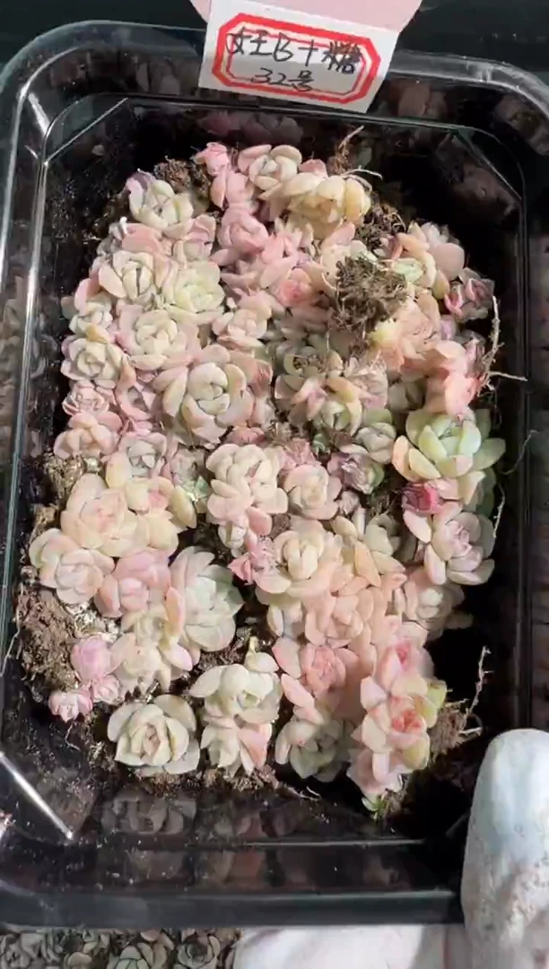 32号切糕1盒 量拍混发