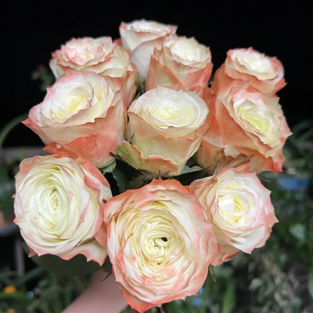 【北方玫瑰玫小朵&冒险】花期持久 产地直发 一单韵达两单顺丰