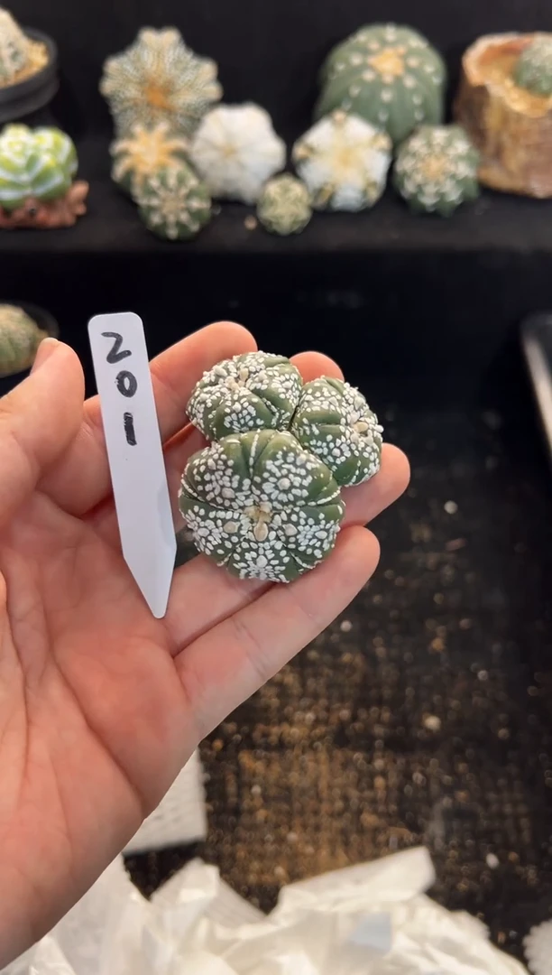 y****0实生根星兜无盆土编码201