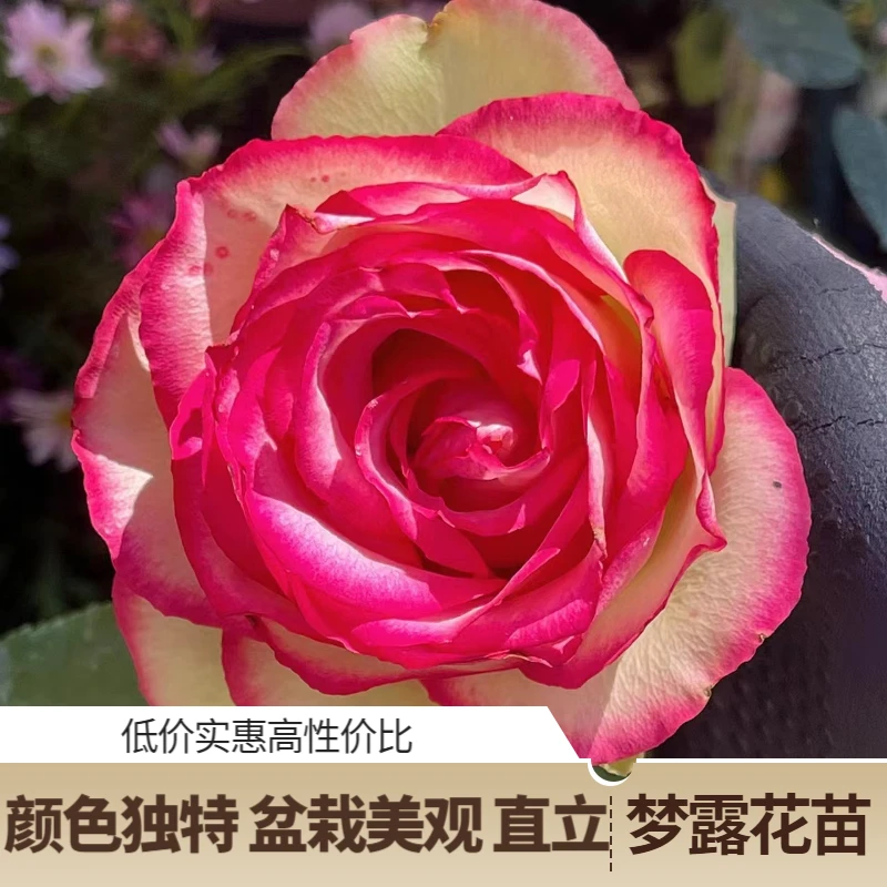 新品梦露切花玫瑰月季花苗大花粉色复色包子阳台庭院盆栽四季开花