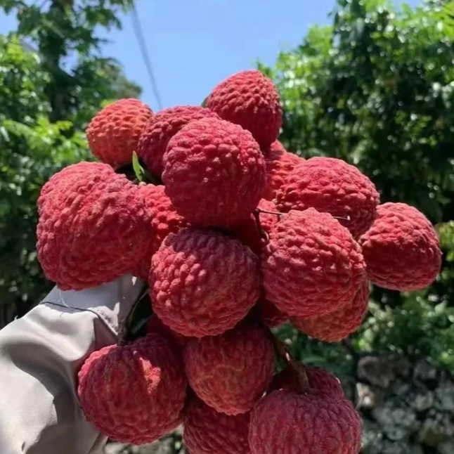 【韩大乐】荔枝王1斤广西壮族自治区