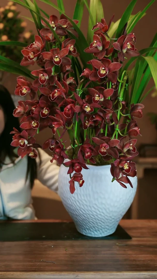 【闪购商品】盆景红玛瑙