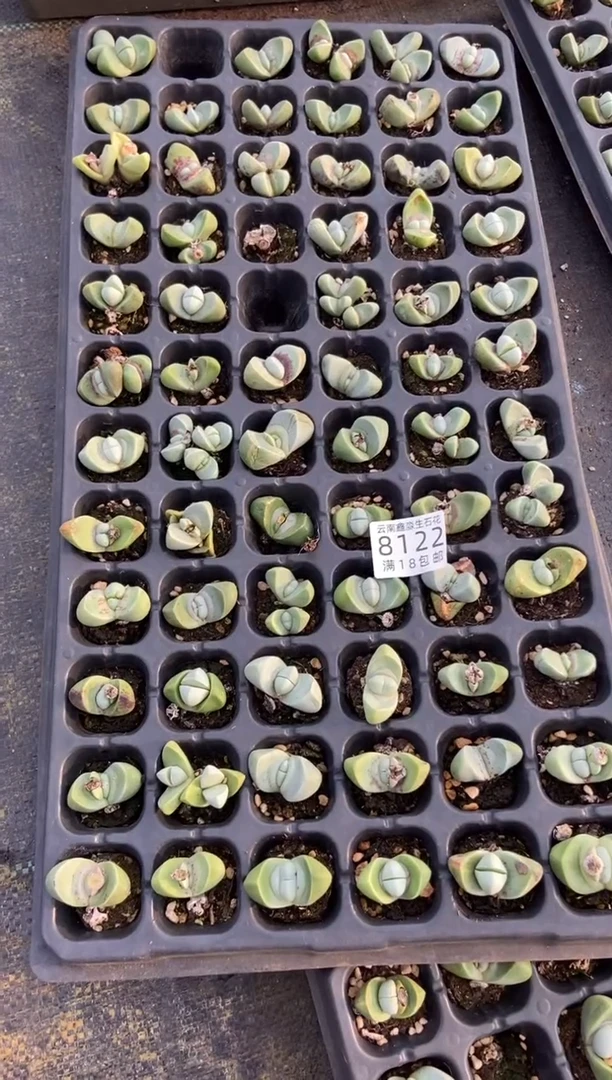 【闪购商品】8122特价金玲玉有瑕疵发货12颗量拍