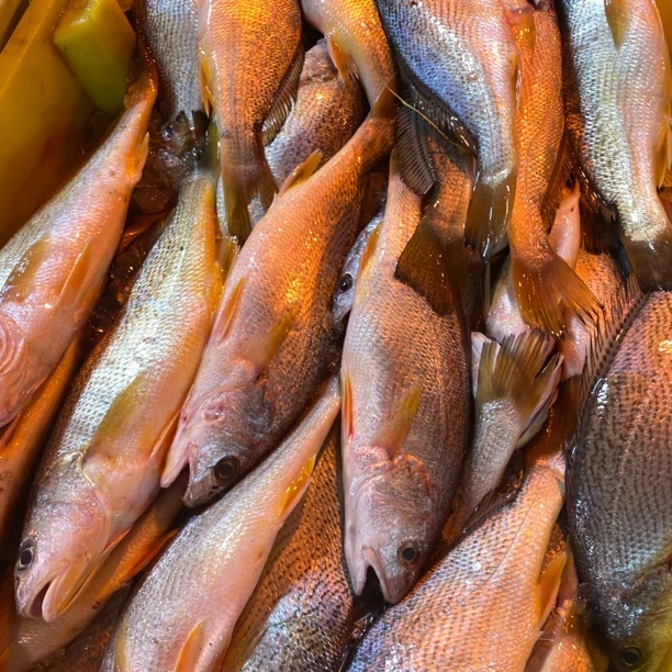 【次日达】春子新鲜海捕海鱼春子冷链空运运输精品海鲜