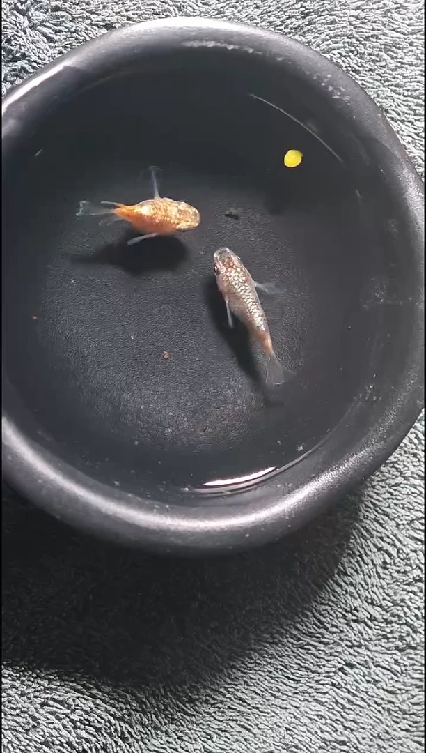 青鳉鱼观背青鳉012