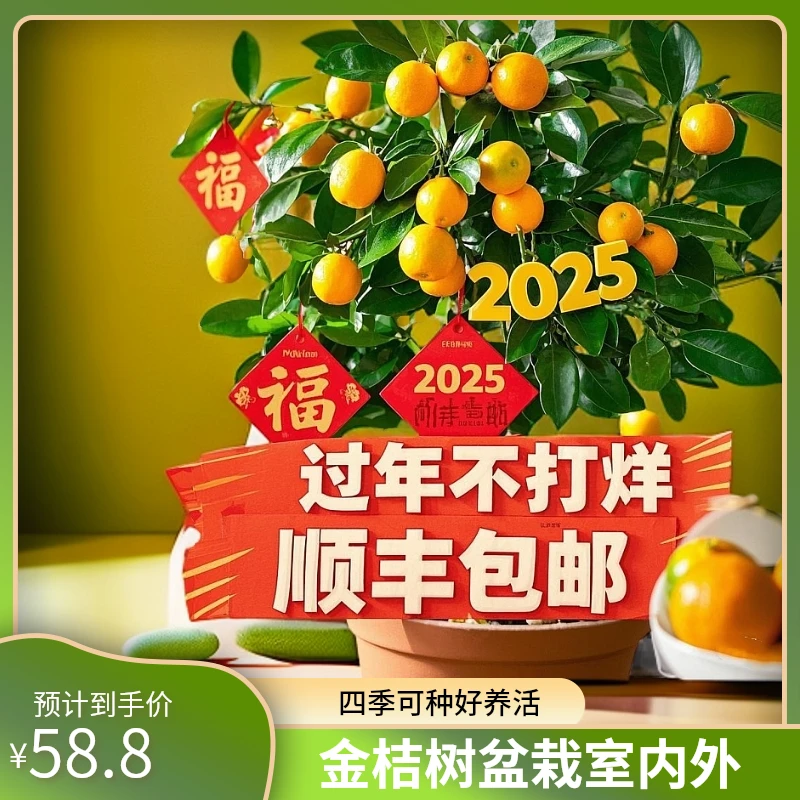 过年福利融安脆蜜金桔2代3代四季金桔树盆栽橘子果树室内外绿植