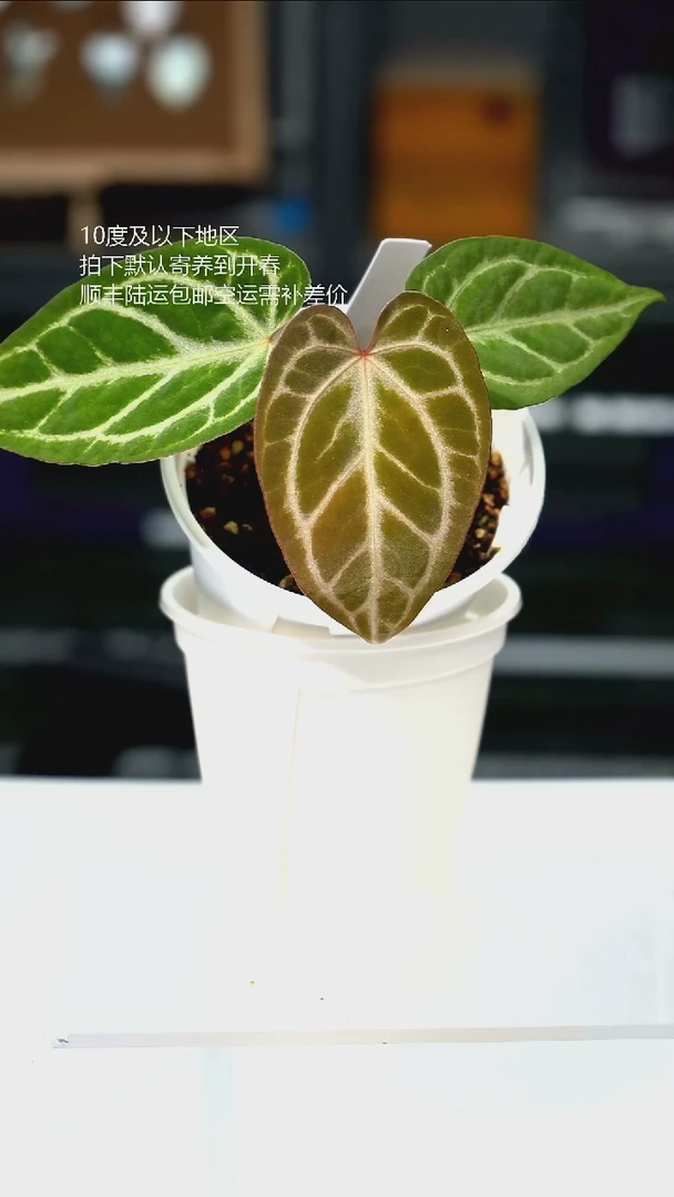 完全开放银刷子*华丽锦