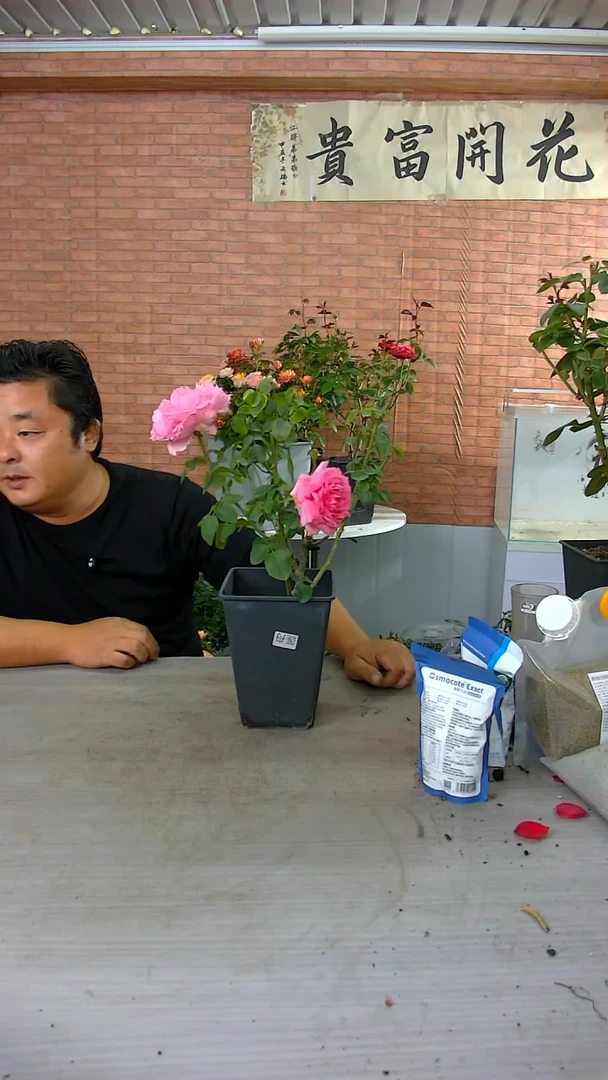 当前无花朵，栽培后可花朵莲舟