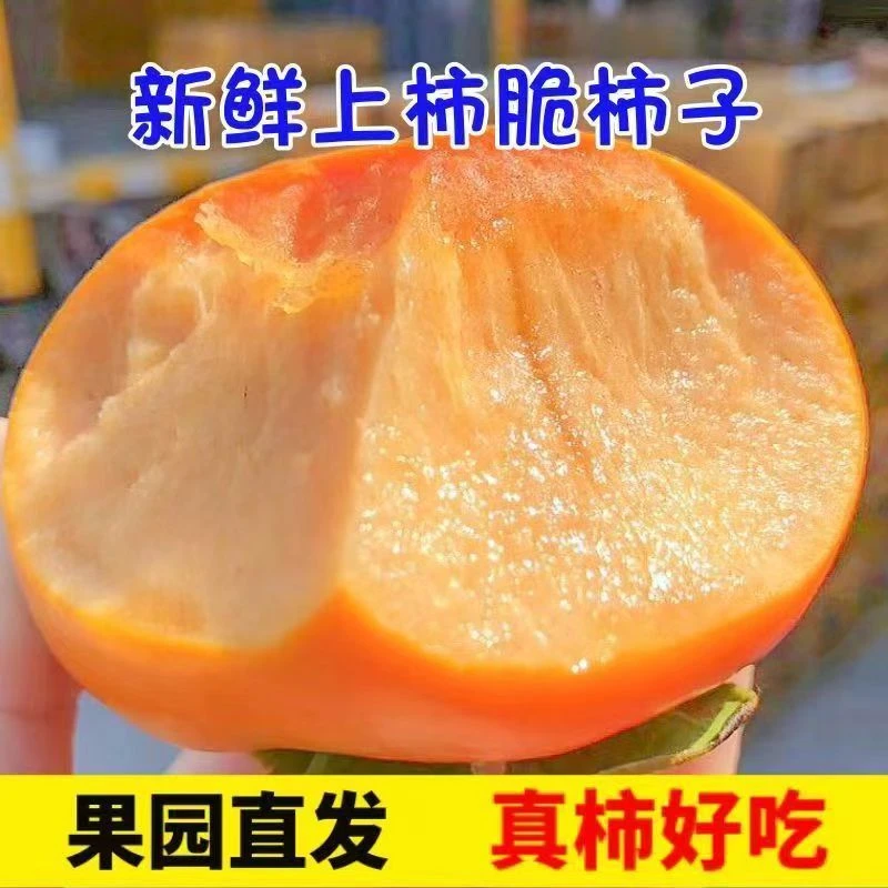 H【冰糖心巧克力脆柿】2025年新鲜采摘香甜山西阳丰脆柿子jf
