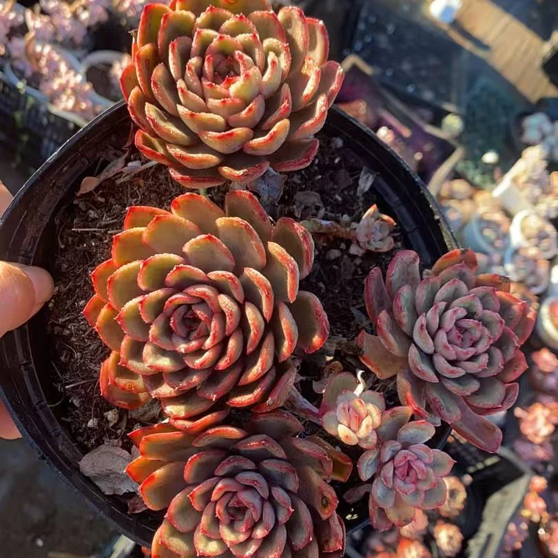 冰红茶大头三头起 多肉满18包邮