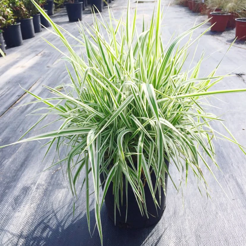 玉带草 2加仑盆 观赏草系列 多年生庭院植物