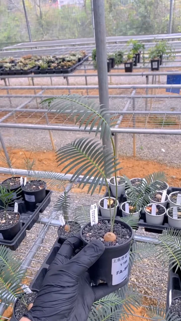 【闪购商品】王鱼骨双子铁FA-8682