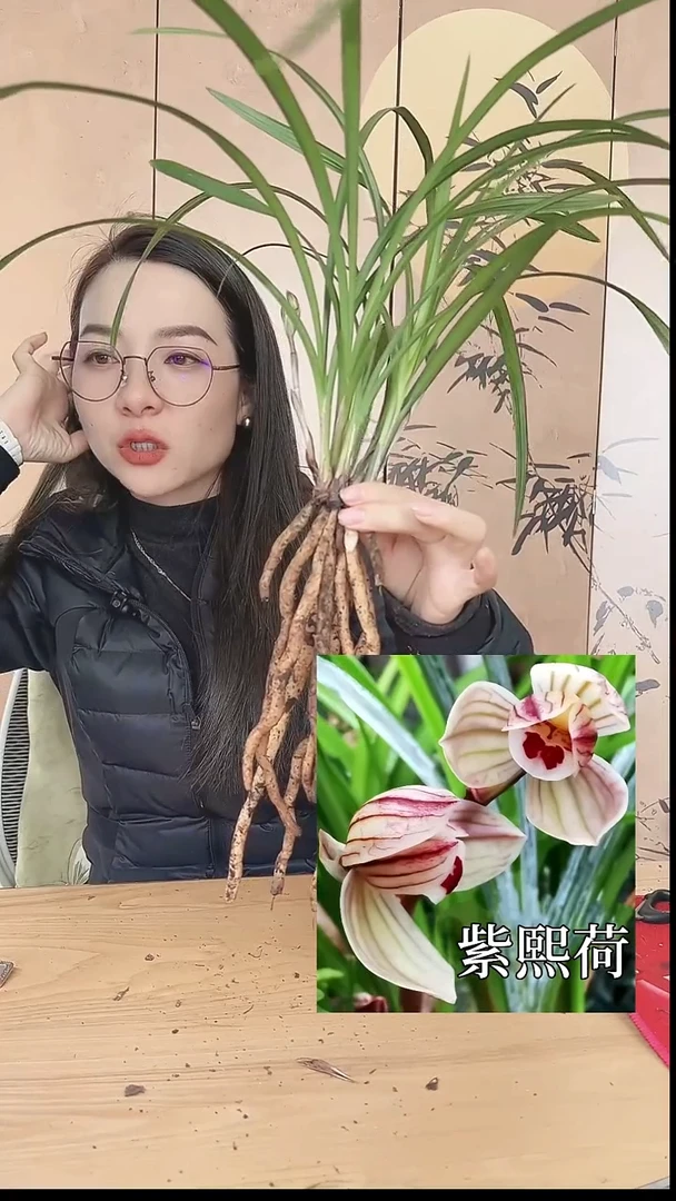 当前无花栽培后可以开花：紫熙荷