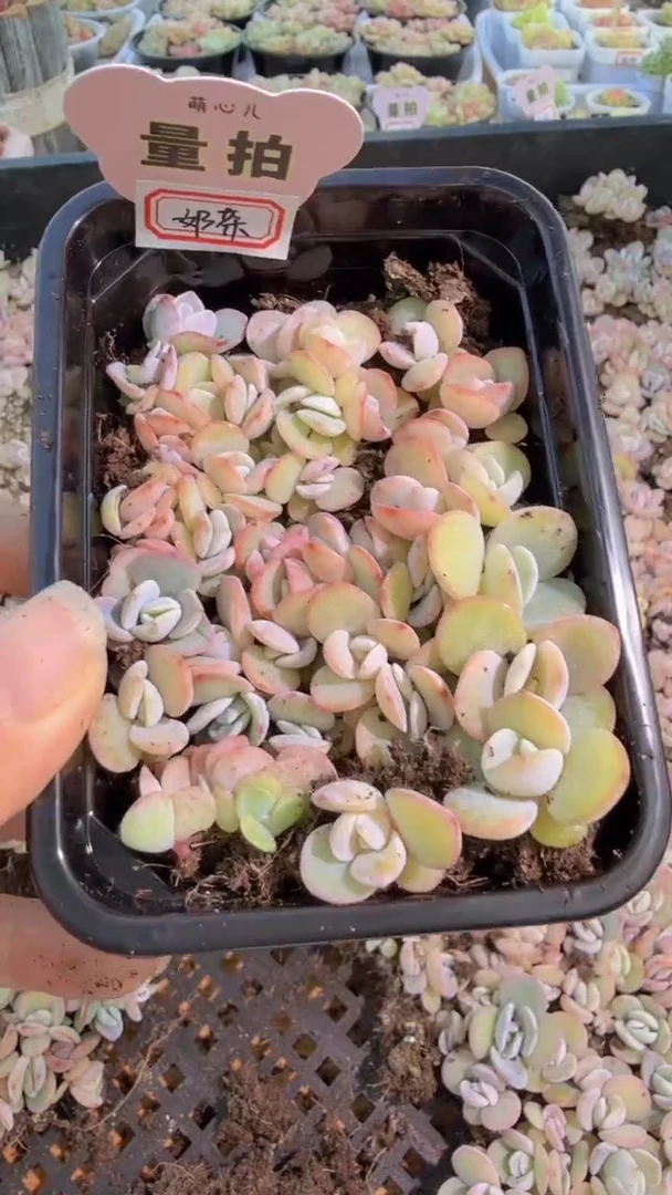 奶茶切糕1盒 量拍多肉植物