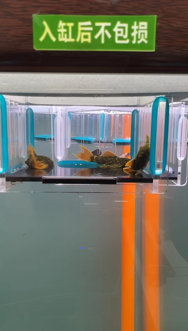 清道夫047号600入缸不包损录制完整开箱视频4.8-5厘米