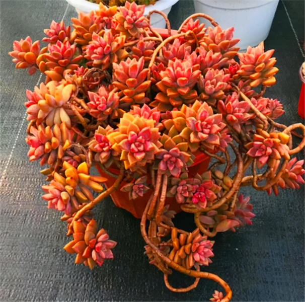 姬胧月散多肉植物大颗盆栽室内办公室桌面装饰满9.99包邮