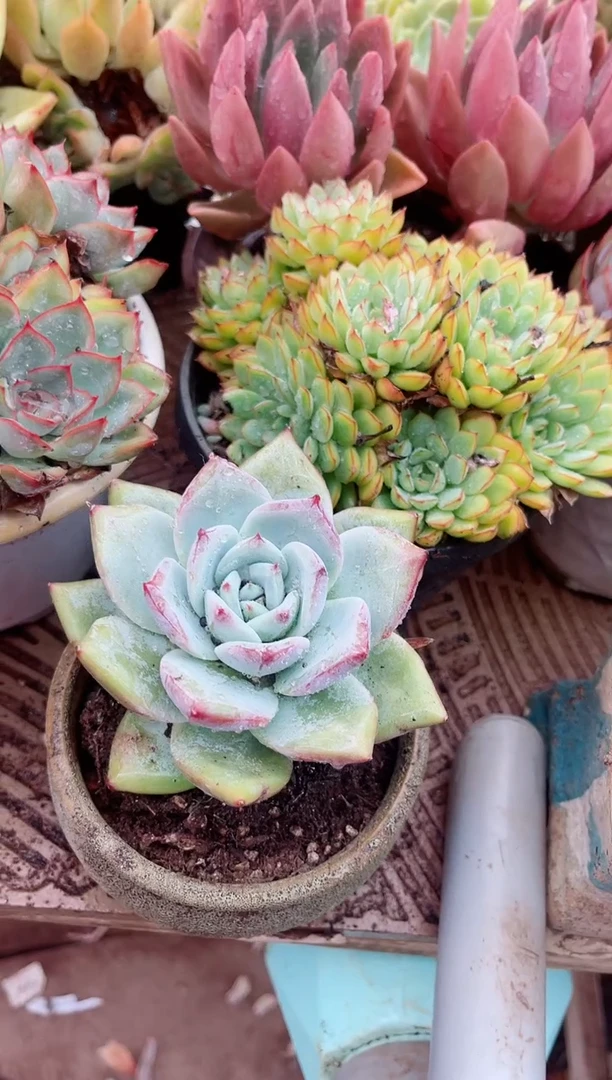 亮*多肉植物一物一拍19107