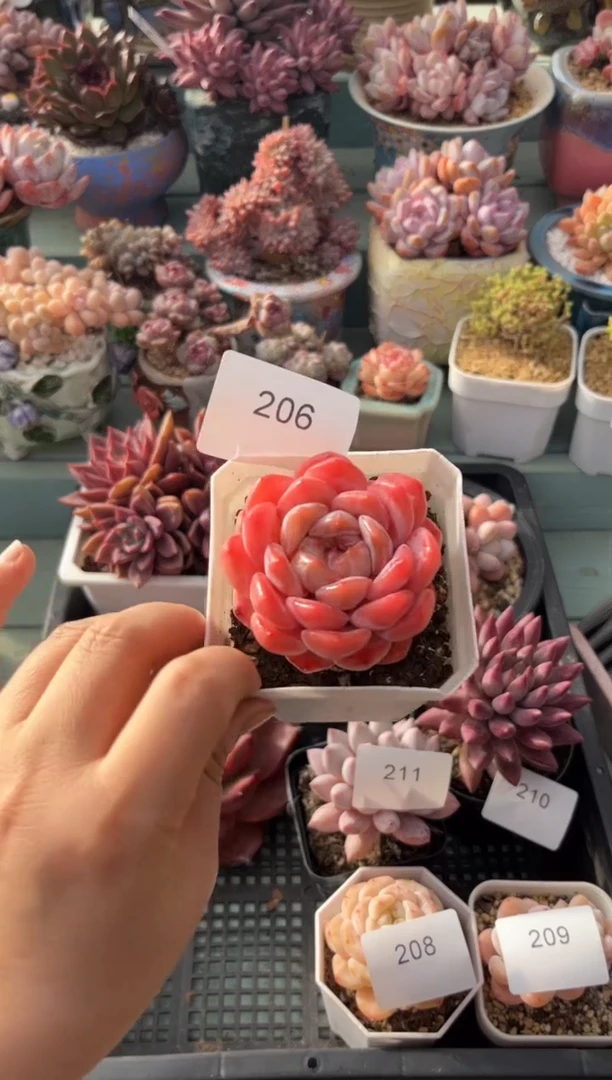 206个体溏心多肉