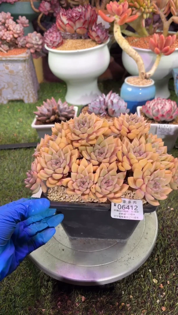 【闪购商品】06412