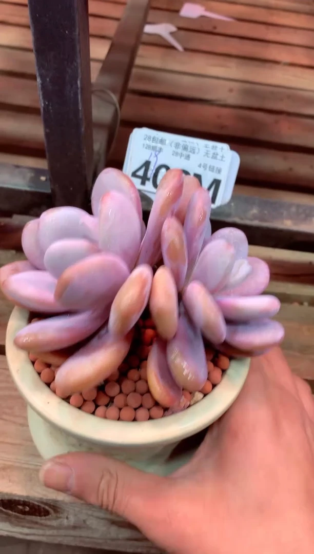 403M（一物一拍，精品多肉，所见即所得 ）