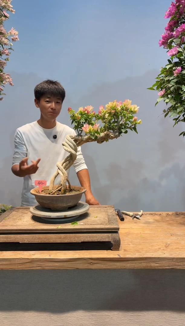 全部花朵辉三角梅42