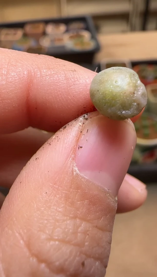 【闪购商品】7---1