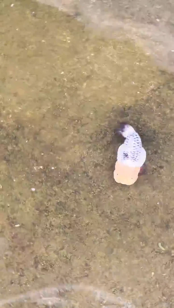 金鱼?****?水娃娃观赏鱼兰寿金鱼  不包邮