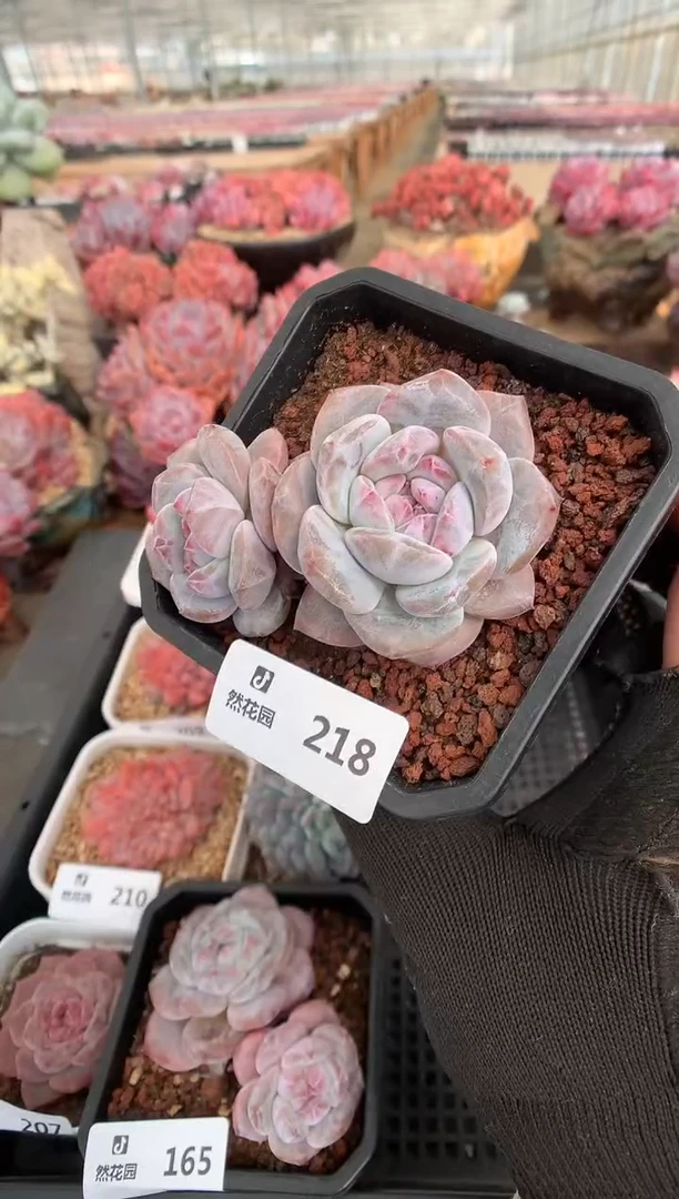 218星影一物一拍