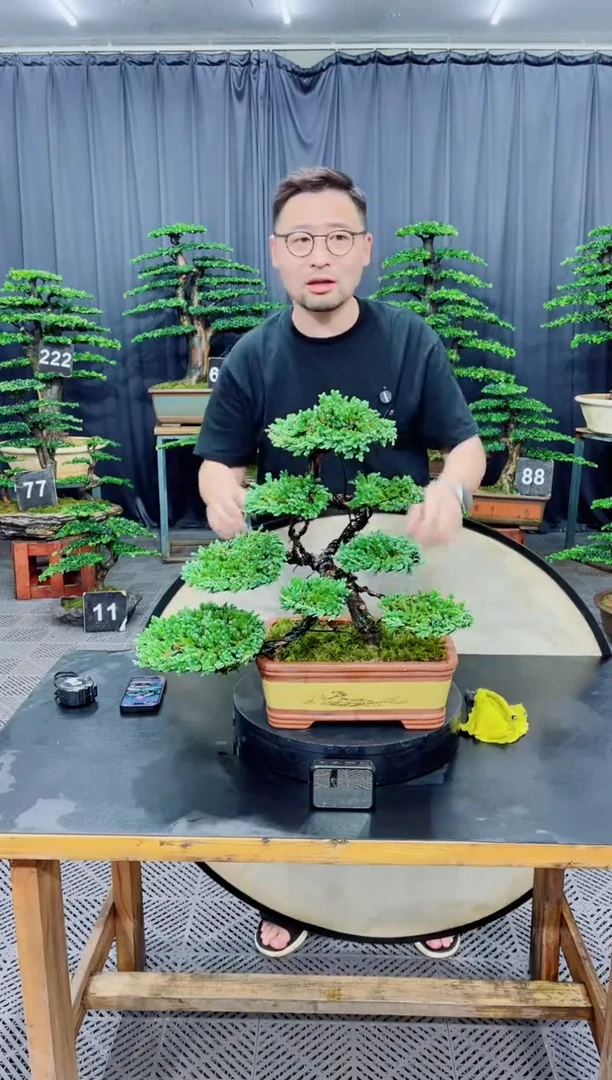 无花朵珍珠柏盆景.....