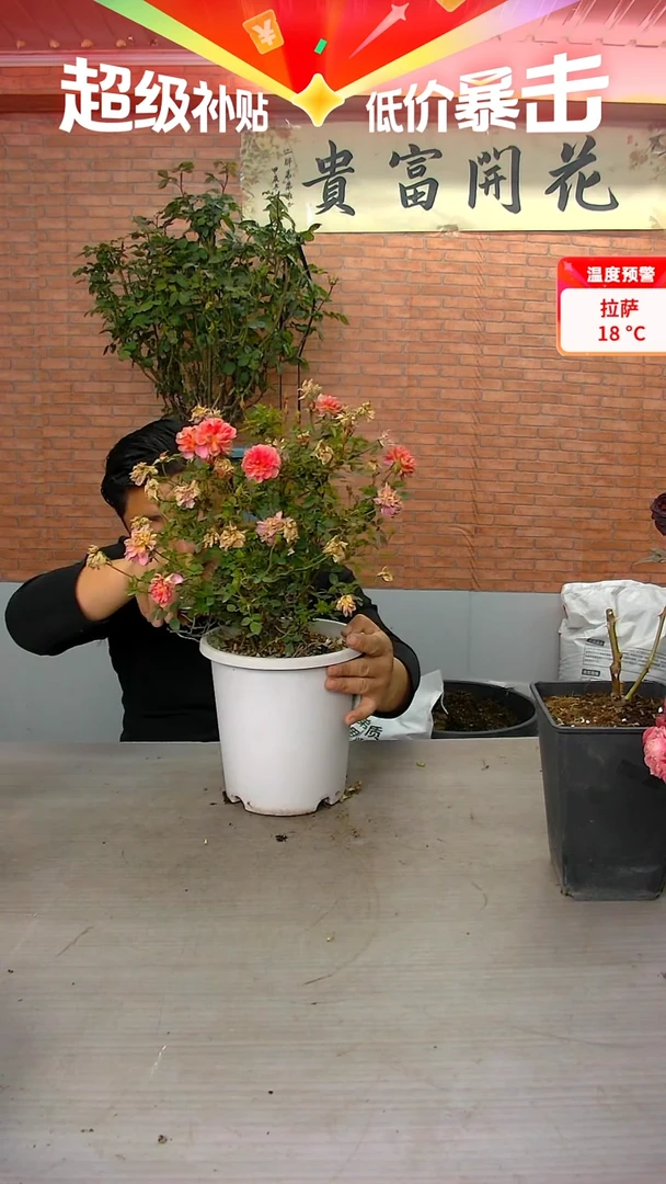 当前无花朵，栽培后可花朵躲躲藏藏