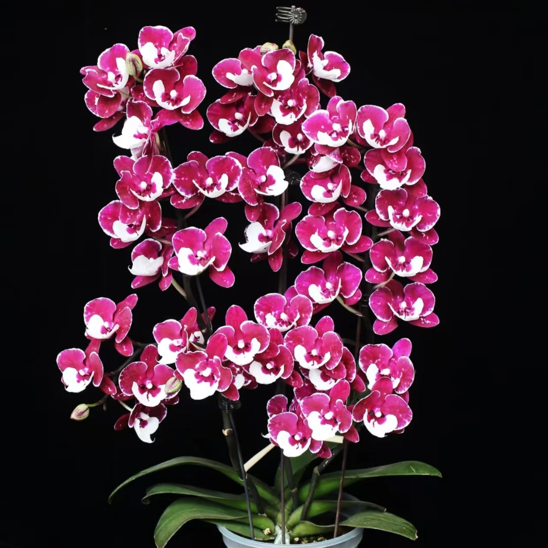 【圣诞老人】3.0有花件无花蝴蝶兰