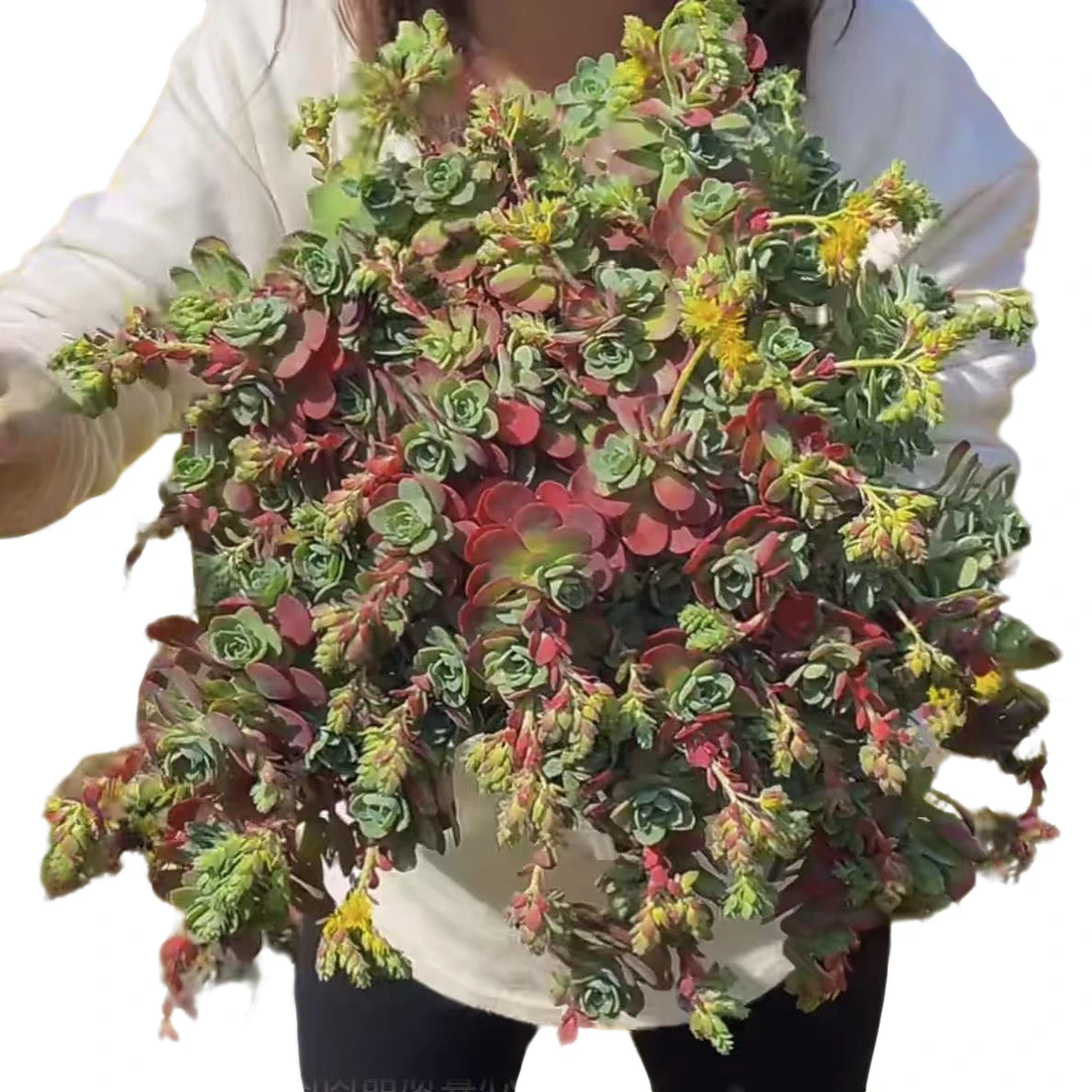 地栽薄化妆 好看好养 多肉植物  云南发货