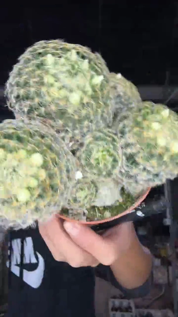 8-17             13.99