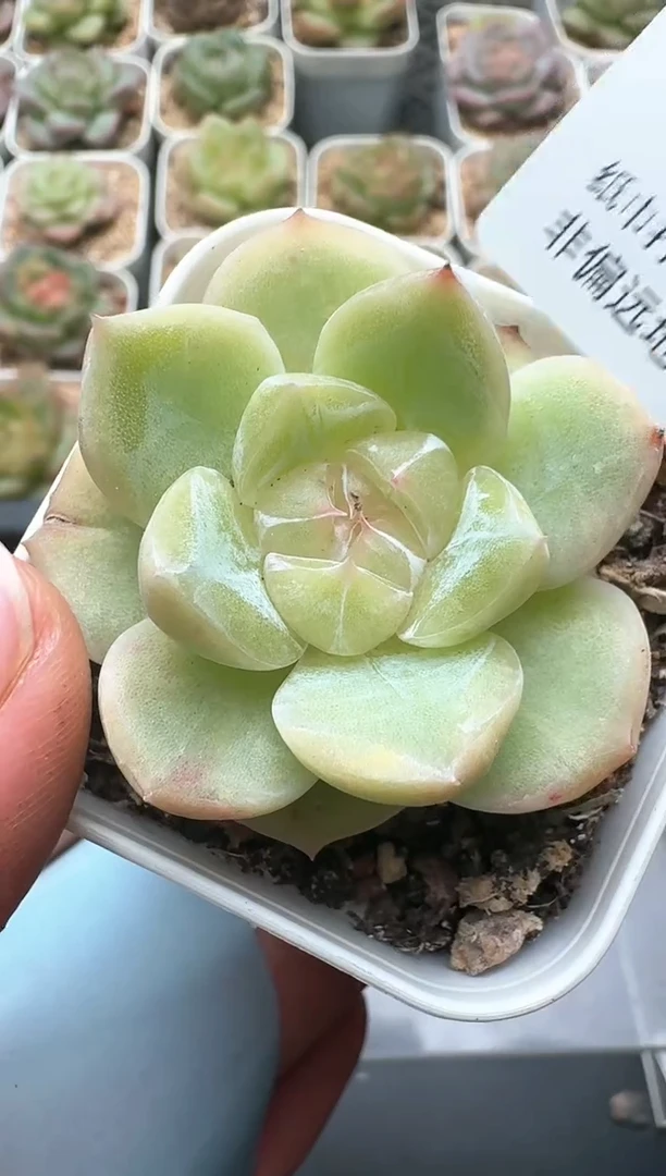 432D云禹多肉植物 带盆土纸巾打包 3颗包邮