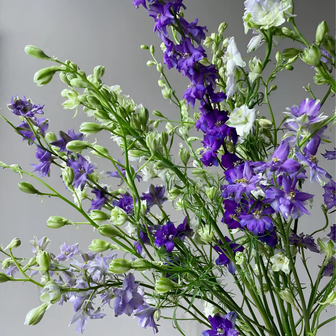 【母亲节限定】不选色小飞燕  两单以上包邮