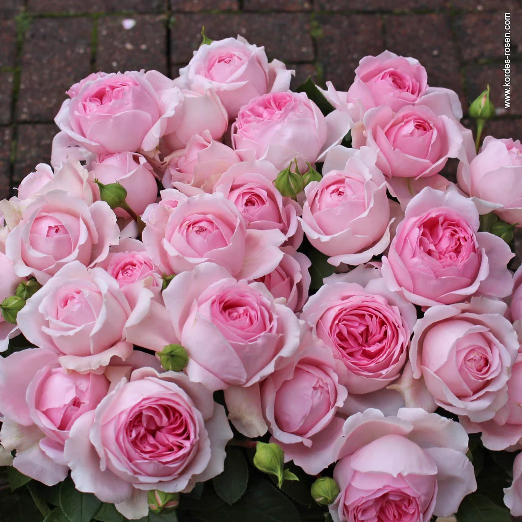 【3颗包邮】仙女泉月季小苗波浪花型切花玫瑰粉大花浓香抗病灌木