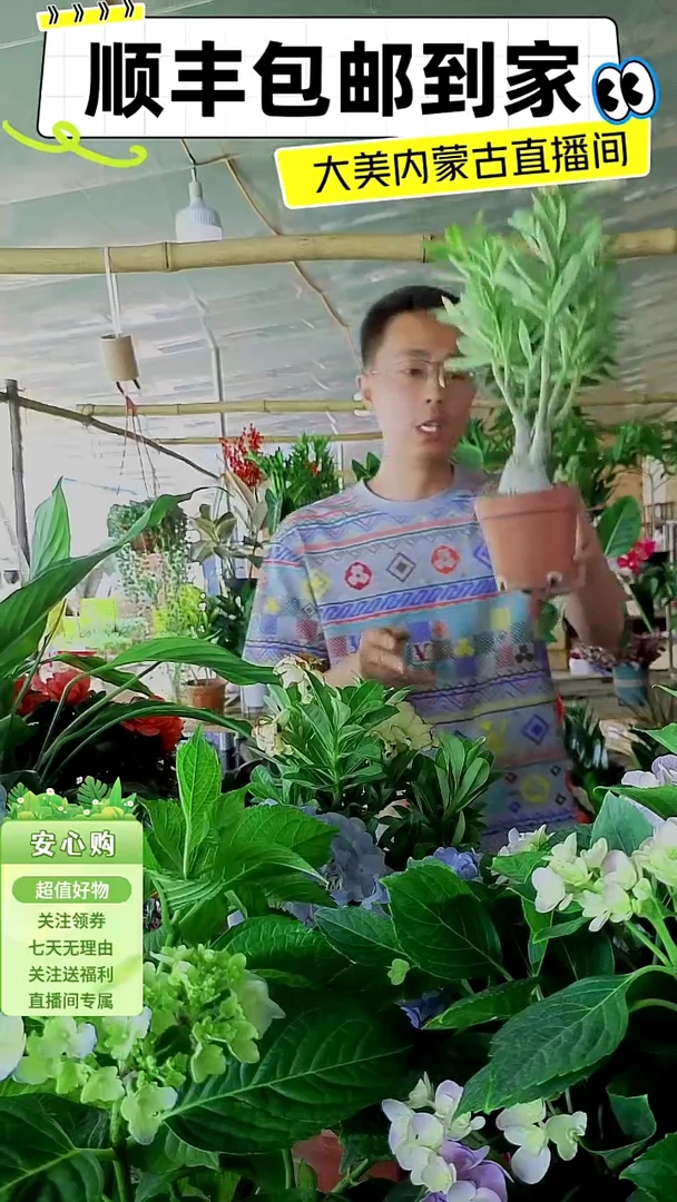 完全开放沙漠玫瑰