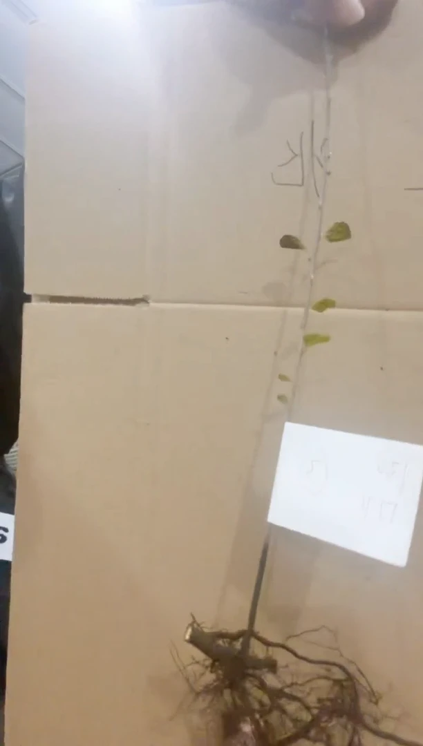 无花朵@****月/130顺丰到付/251113/3/幸运兆