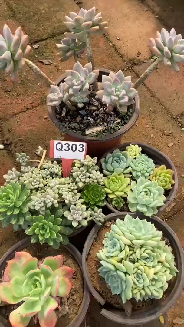 Q303多肉组合默认脱土发货