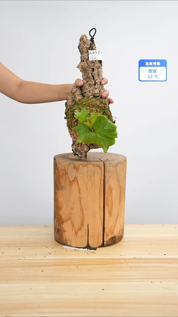 完全开放侏儒密叶亚猴a493